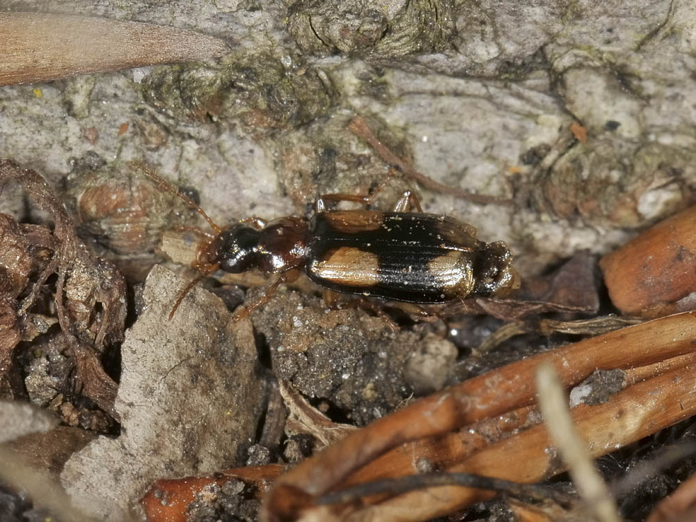 Dromius quadrimaculatus